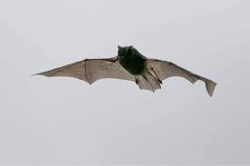 Attēlu rezultāti vaicājumam “Barbastella barbastellus”