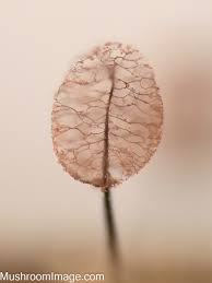 Attēlu rezultāti vaicājumam “Comatricha ellae stalked”