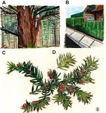 Attēlu rezultāti vaicājumam “Taxus wallichiana”