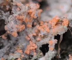 Attēlu rezultāti vaicājumam “Erythricium aurantiacum”