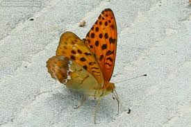 Attēlu rezultāti vaicājumam “Argynnis laodice underside”