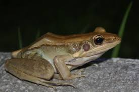 Attēlu rezultāti vaicājumam “Ranidae”