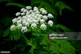 Image result for Angelica silvestris