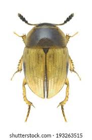 Attēlu rezultāti vaicājumam “Leiodidae”