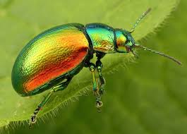 Attēlu rezultāti vaicājumam “Chrysolina fastuosa”