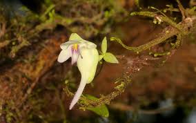 Attēlu rezultāti vaicājumam “Lentibulariaceae”