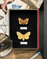 Attēlu rezultāti vaicājumam “Lasiocampa quercus”