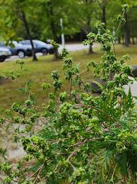 Attēlu rezultāti vaicājumam “Ambrosia artemisiifolia fruit”