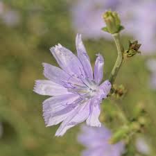 Image result for Chicorée