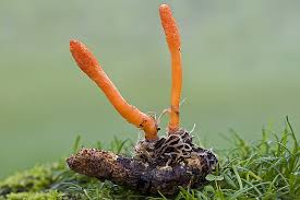 Attēlu rezultāti vaicājumam “Cordyceps”
