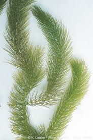 Attēlu rezultāti vaicājumam “Ceratophyllum submersum leaf”