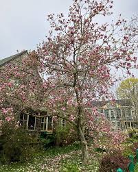 Attēlu rezultāti vaicājumam “Magnolia x soulangeana”