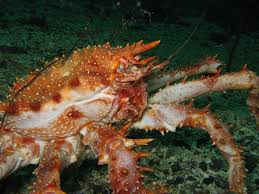 Image result for Lithodes maja