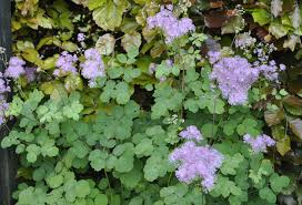 Attēlu rezultāti vaicājumam “Thalictrum flavum fruit”