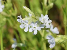 Image result for Pechnelke