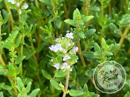 Attēlu rezultāti vaicājumam “Thymus vulgaris”