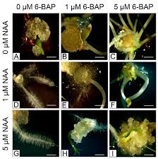 Attēlu rezultāti vaicājumam “Linaria loeselii leaf”