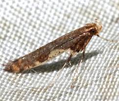 Attēlu rezultāti vaicājumam “Caloptilia hemidactylella”