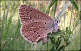 Attēlu rezultāti vaicājumam “Maculinea alcon underside”