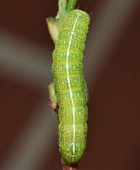 Attēlu rezultāti vaicājumam “Orthosia sp.”