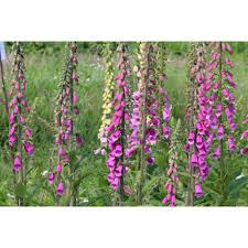 Image result for Fingerhut rot