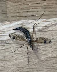 Attēlu rezultāti vaicājumam “Dictenidia bimaculata male”