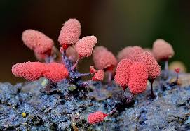 Attēlu rezultāti vaicājumam “Arcyria denudata”