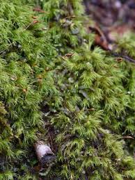 Attēlu rezultāti vaicājumam “Dicranella heteromalla”