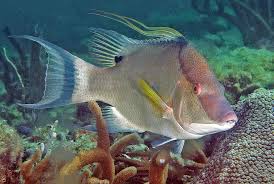 Image result for Lachnolaimus maximus