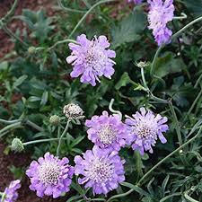 Image result for Scabiosa columbaria