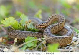 Attēlu rezultāti vaicājumam “Coronella austriaca”