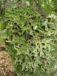 Attēlu rezultāti vaicājumam “Lobaria pulmonaria”