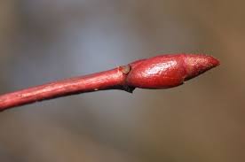 Attēlu rezultāti vaicājumam “Tilia cordata bud”