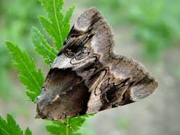 Attēlu rezultāti vaicājumam “Catocala fulminea”