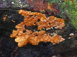 Attēlu rezultāti vaicājumam “Hypocrea rufa”