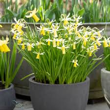 Attēlu rezultāti vaicājumam “Narcissus leaf”