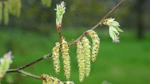 Attēlu rezultāti vaicājumam “Carpinus betulus female flower”