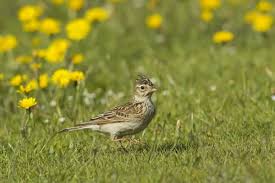 Attēlu rezultāti vaicājumam “Alauda arvensis adult”