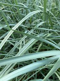 Attēlu rezultāti vaicājumam “Leymus arenarius”