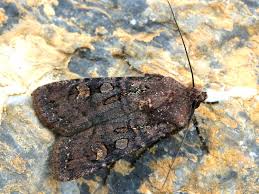 Attēlu rezultāti vaicājumam “Euxoa nigricans”