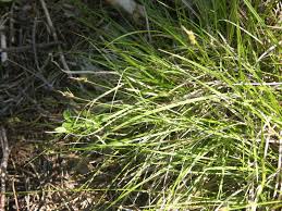 Attēlu rezultāti vaicājumam “Carex pilulifera”