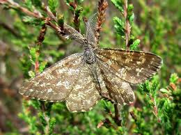 Attēlu rezultāti vaicājumam “Ematurga atomaria male”