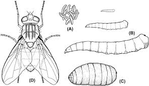 Attēlu rezultāti vaicājumam “Muscidae”