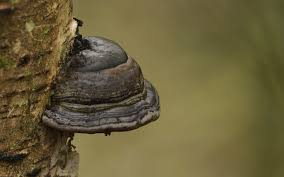 Attēlu rezultāti vaicājumam “Fomes fomentarius”