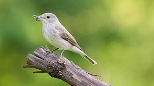 Attēlu rezultāti vaicājumam “Muscicapa striata juvenile”