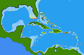 Image result for Epinephelus adscensionis