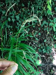 Attēlu rezultāti vaicājumam “Festuca altissima flower”