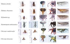Attēlu rezultāti vaicājumam “Tabanidae”