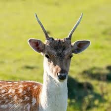 Attēlu rezultāti vaicājumam “Dama dama”