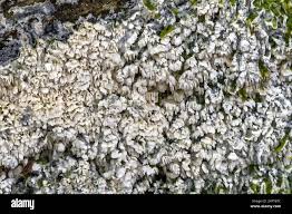 Attēlu rezultāti vaicājumam “Schizopora paradoxa”